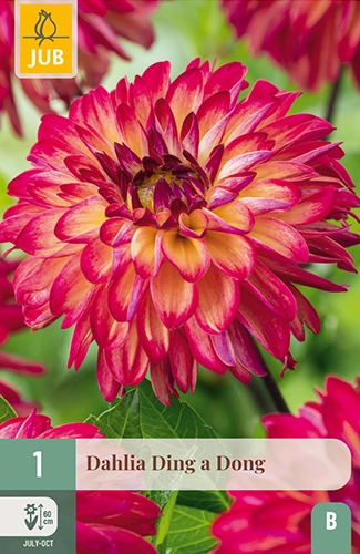 x 1 dahlia ding a dong i