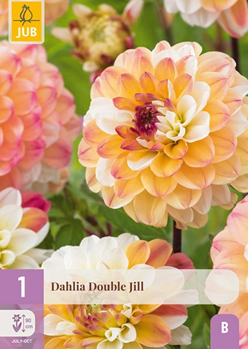 x 1 dahlia double jill i