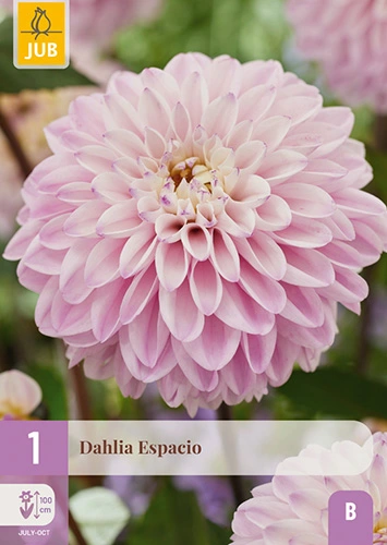 x 1 dahlia espacio i