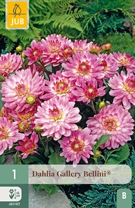 x 1 dahlia gallery bellini i