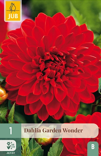 x 1 dahlia garden wonder i - afbeelding 1