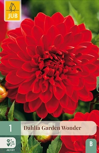 x 1 dahlia garden wonder i
