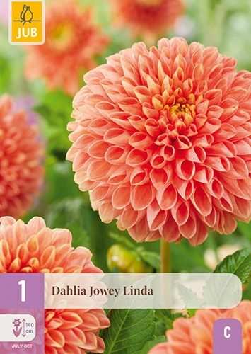 x 1 dahlia jowey linda i