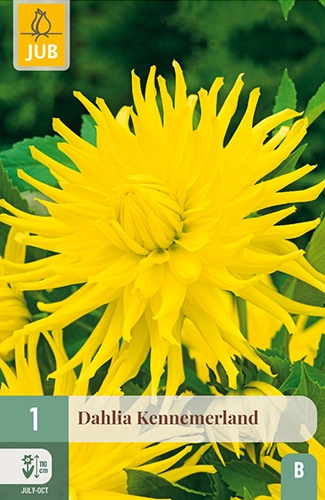 x 1 dahlia kennemerland i