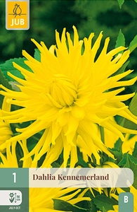 x 1 dahlia kennemerland i