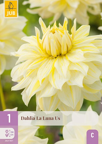 x 1 dahlia la luna us i