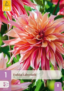 x 1 dahlia labyrinth i