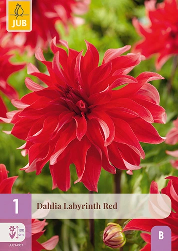 x 1 dahlia labyrinth red i