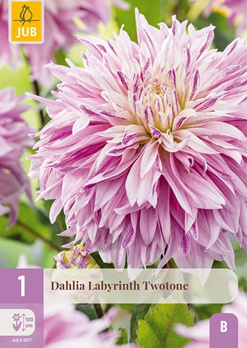 x 1 dahlia labyrinth twotone i