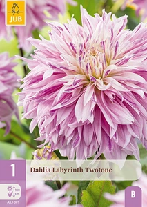 x 1 dahlia labyrinth twotone i