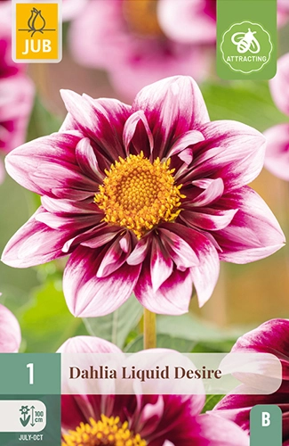 x 1 dahlia liquid desire i - afbeelding 1