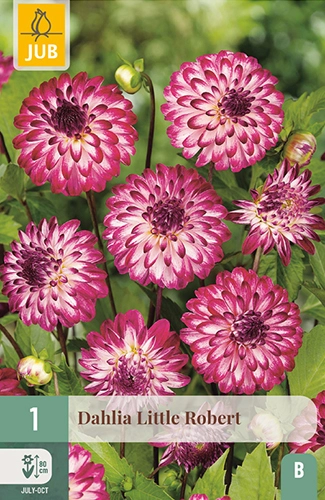 x 1 dahlia little robert i