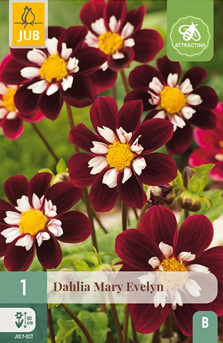 x 1 dahlia mary evelyn i