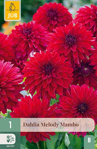 x 1 dahlia melody mambo i