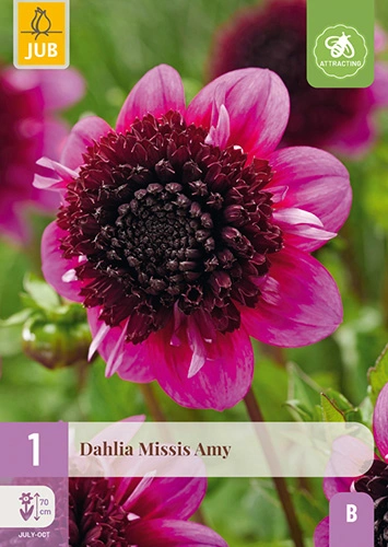 x 1 dahlia missis amy i