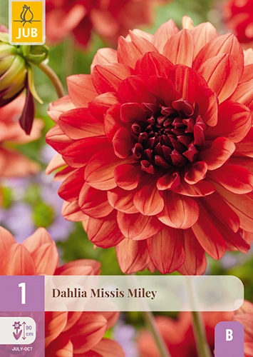 x 1 dahlia missis miley i
