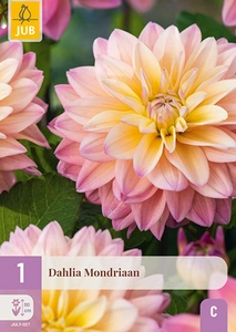 x 1 dahlia mondriaan i