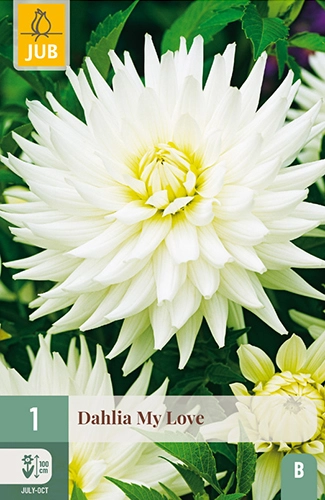 x 1 dahlia my love i