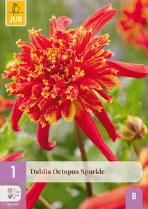 x 1 dahlia octopus sparkle i