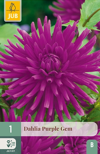 x 1 dahlia purple gem i