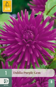 x 1 dahlia purple gem i