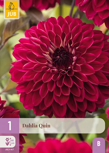 x 1 dahlia quin i