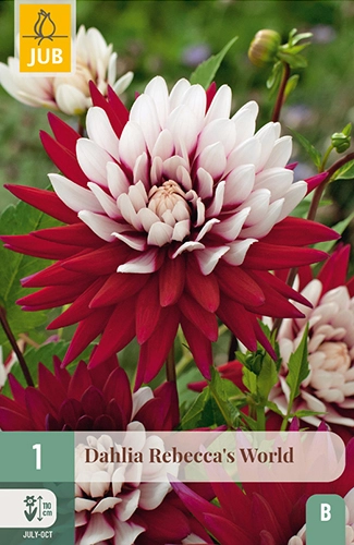 x 1 dahlia rebeccas world i