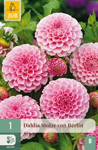 x 1 dahlia stolze von berlin i