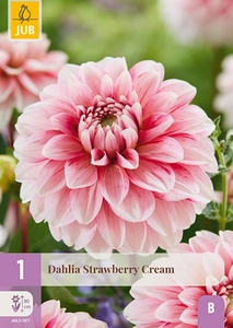 x 1 dahlia strawberry cream i