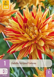 x 1 dahlia striped vulcan i