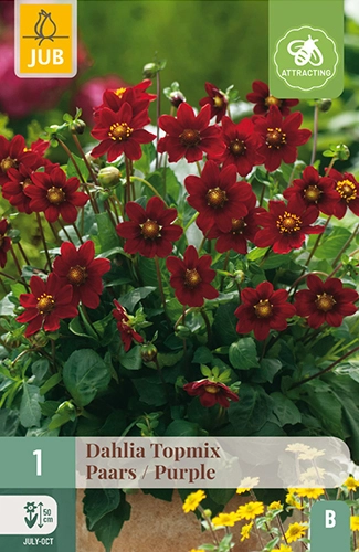 x 1 dahlia topmix paars i