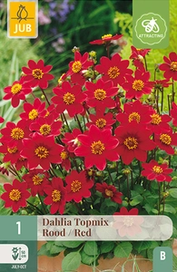 x 1 dahlia topmix rood i