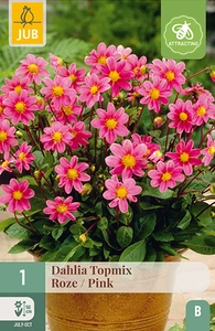 x 1 dahlia topmix roze i