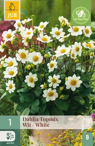 x 1 dahlia topmix wit i