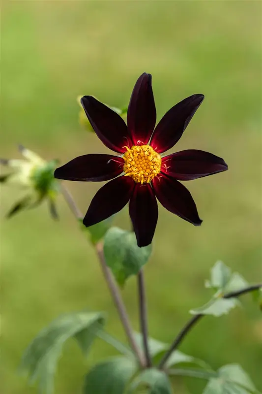 x 1 dahlia verrones obsidian i - afbeelding 3