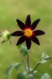 x 1 dahlia verrones obsidian i - afbeelding 3