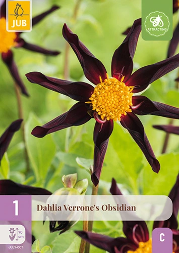 x 1 dahlia verrones obsidian i - afbeelding 1