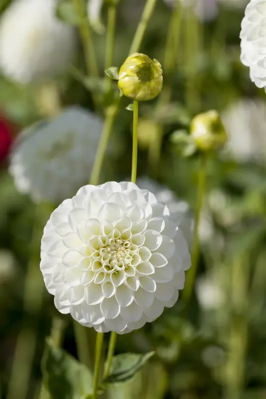 x 1 dahlia white aster i - afbeelding 3