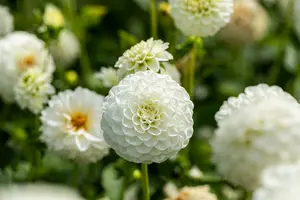 x 1 dahlia white aster i - afbeelding 4