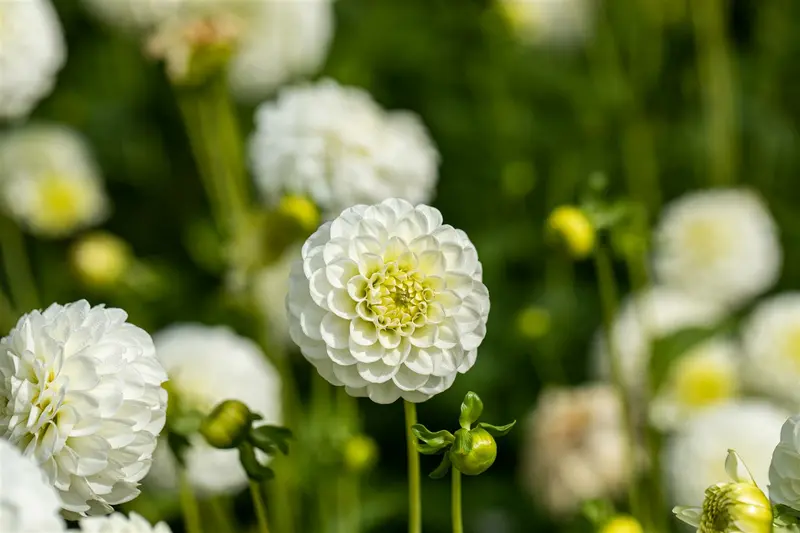 x 1 dahlia white aster i - afbeelding 5