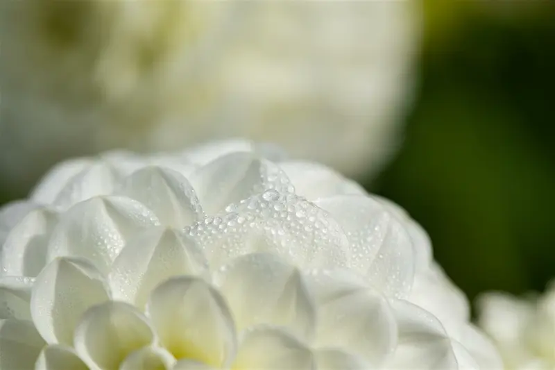 x 1 dahlia white aster i - afbeelding 6