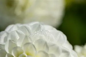 x 1 dahlia white aster i - afbeelding 6