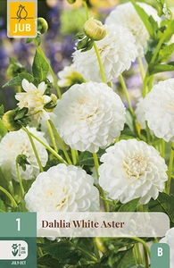 x 1 dahlia white aster i