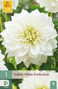 x 1 dahlia white perfection i