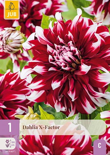 x 1 dahlia x-factor i