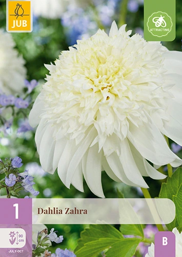 x 1 dahlia zahra i
