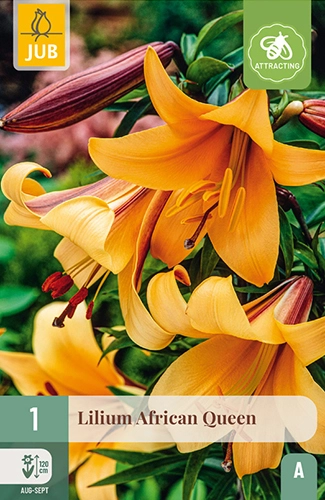x 1 lilium african queen 16/18