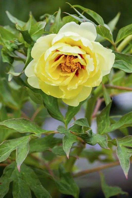 x 1 paeonia sarah bernhardt 2/3 - afbeelding 2