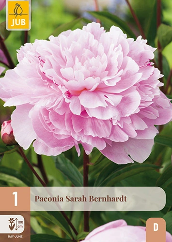 x 1 paeonia sarah bernhardt 2/3 - afbeelding 1