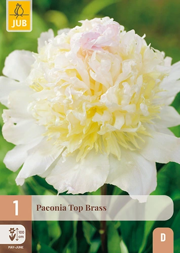 x 1 paeonia top brass 2/3